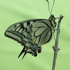 machaon