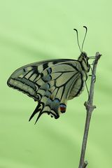 machaon