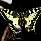 Machaon