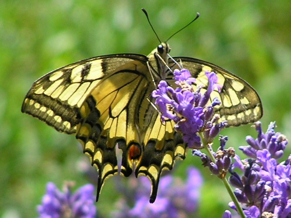 Machaon "Chanceux"