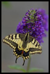 Machaon.