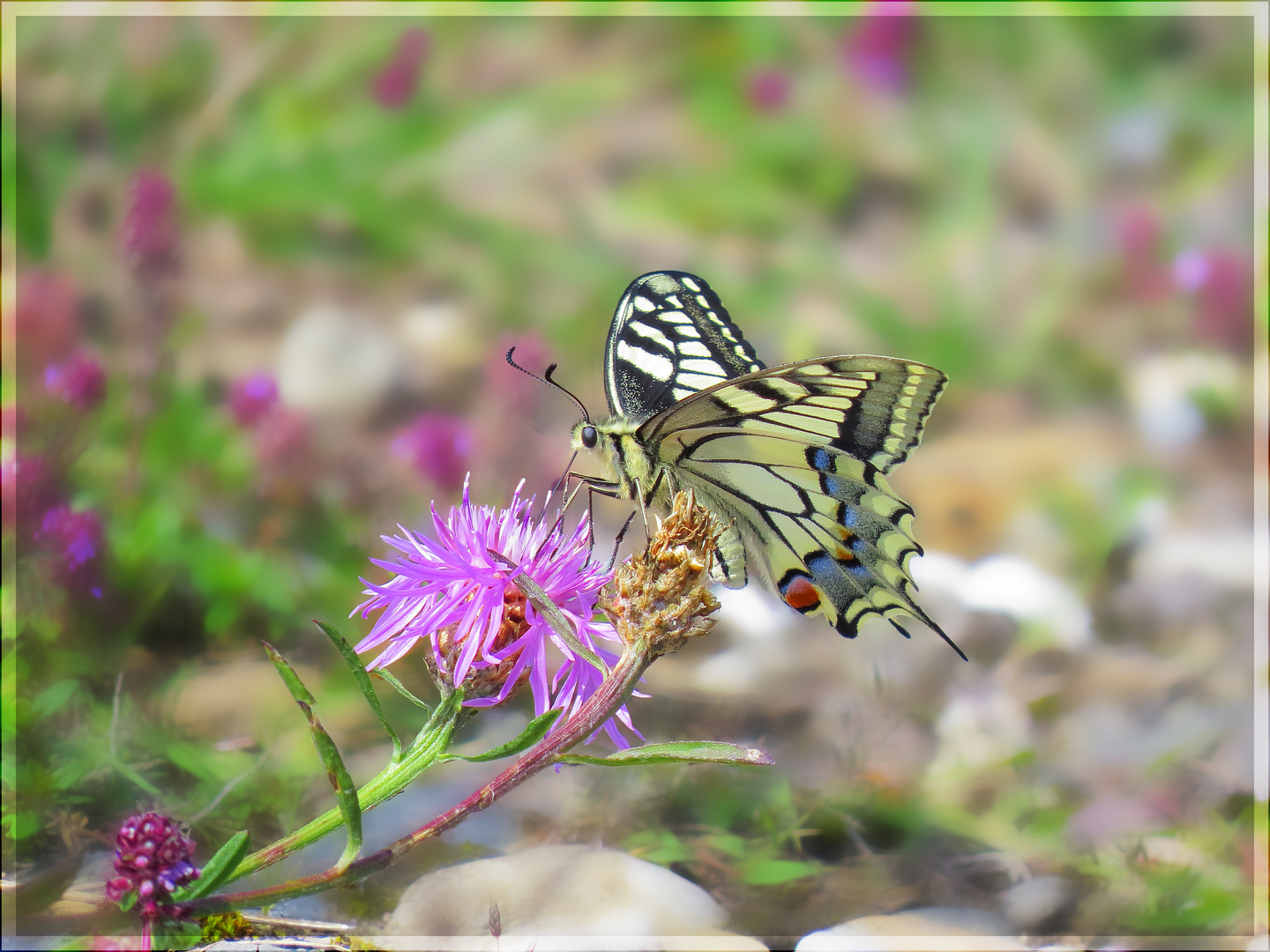 Machaon