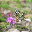 Machaon