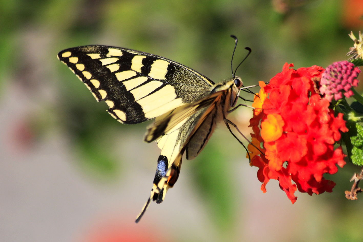 machaon