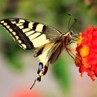 machaon