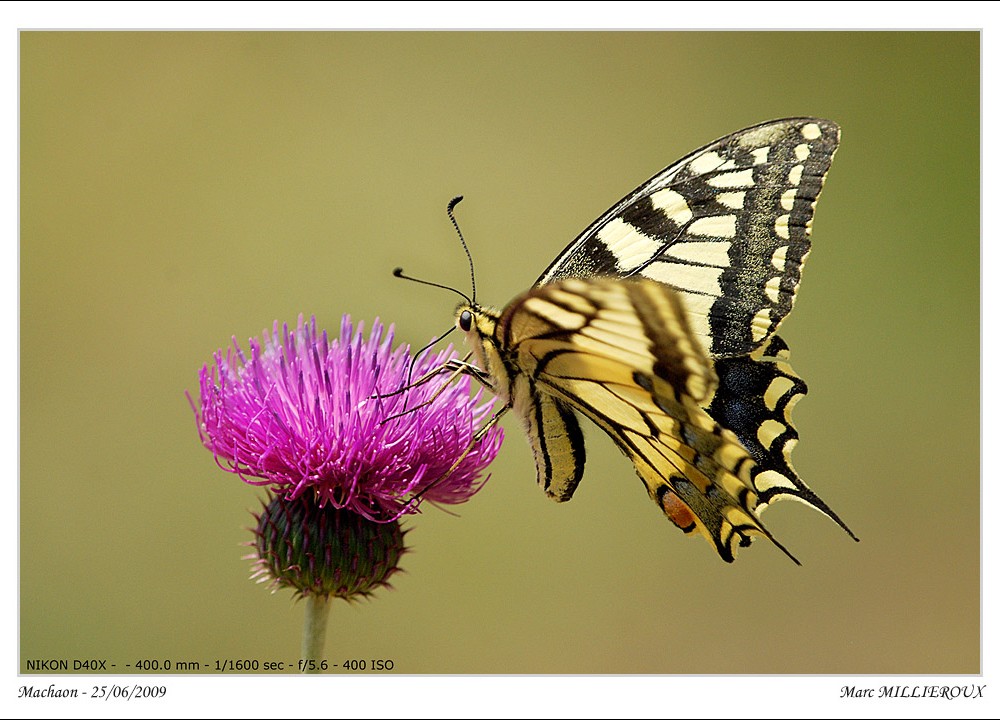 machaon