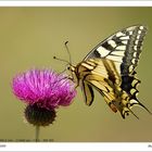 machaon