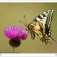 machaon