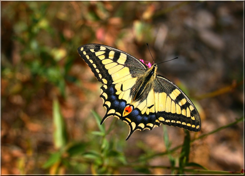 Machaon de mon jardin Auriol 13