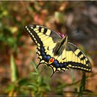 Machaon de mon jardin Auriol 13