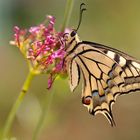 Machaon de profil