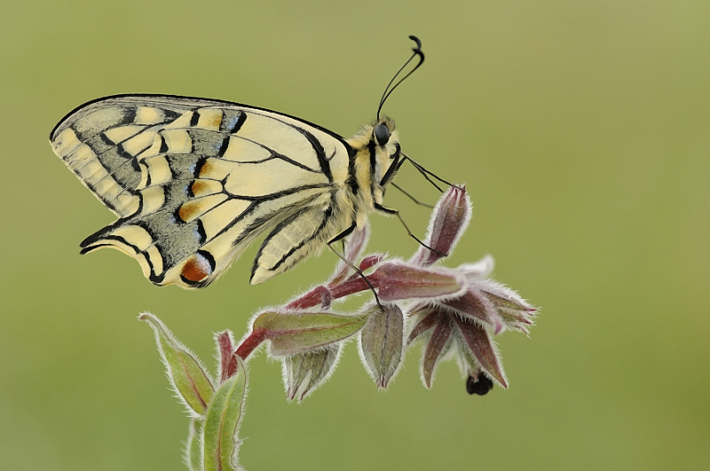 Machaon de verano