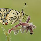 Machaon de verano