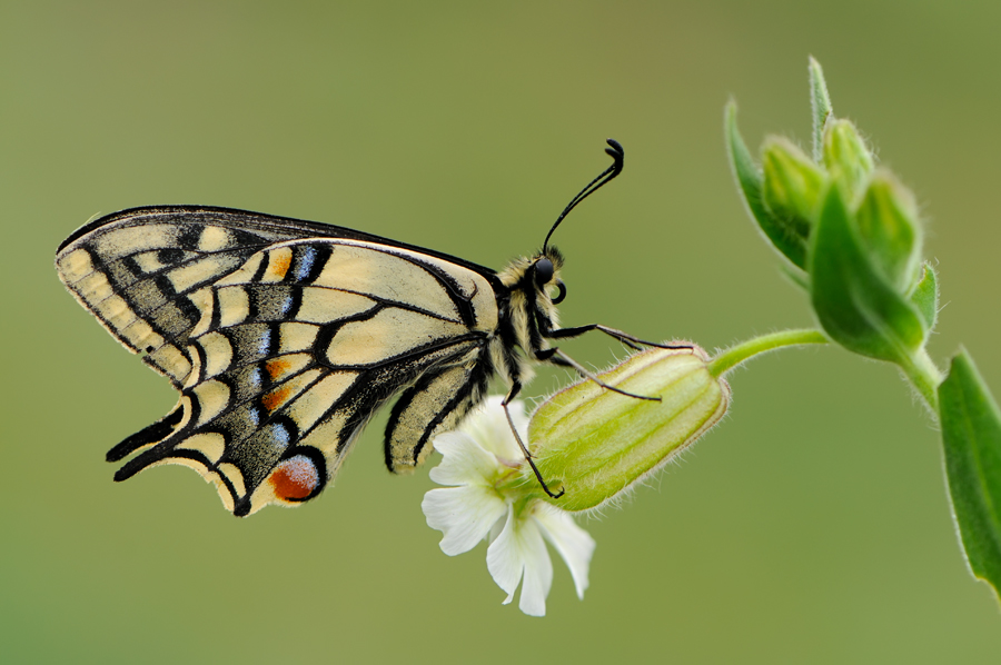 machaon