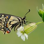 machaon