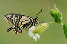 machaon von Natalja Dralova 