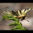 machaon du jour