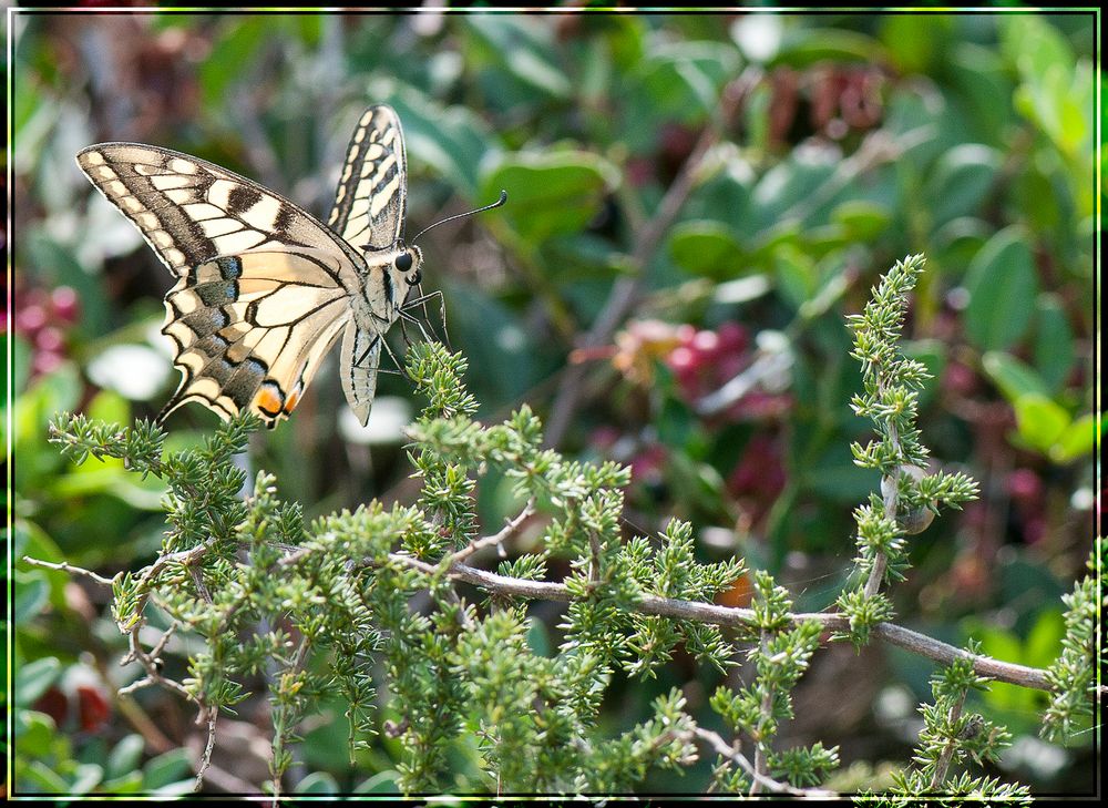 Machaon