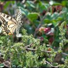 Machaon