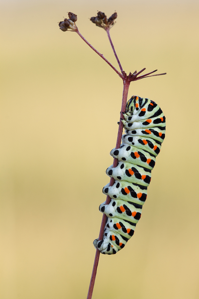 Machaon