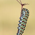 Machaon