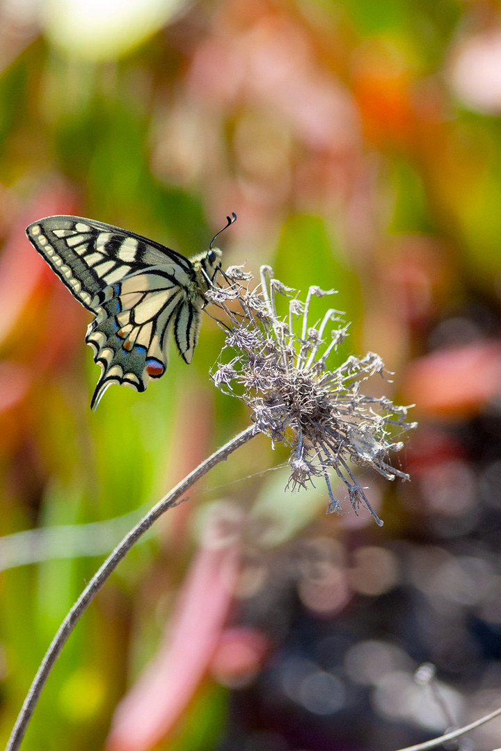 machaon