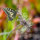 machaon