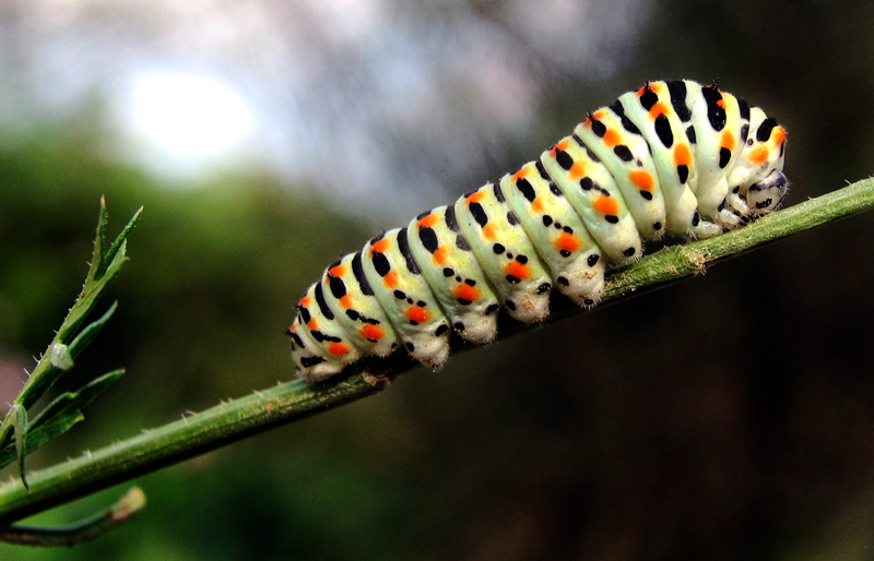 Machaon