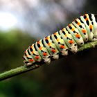 Machaon