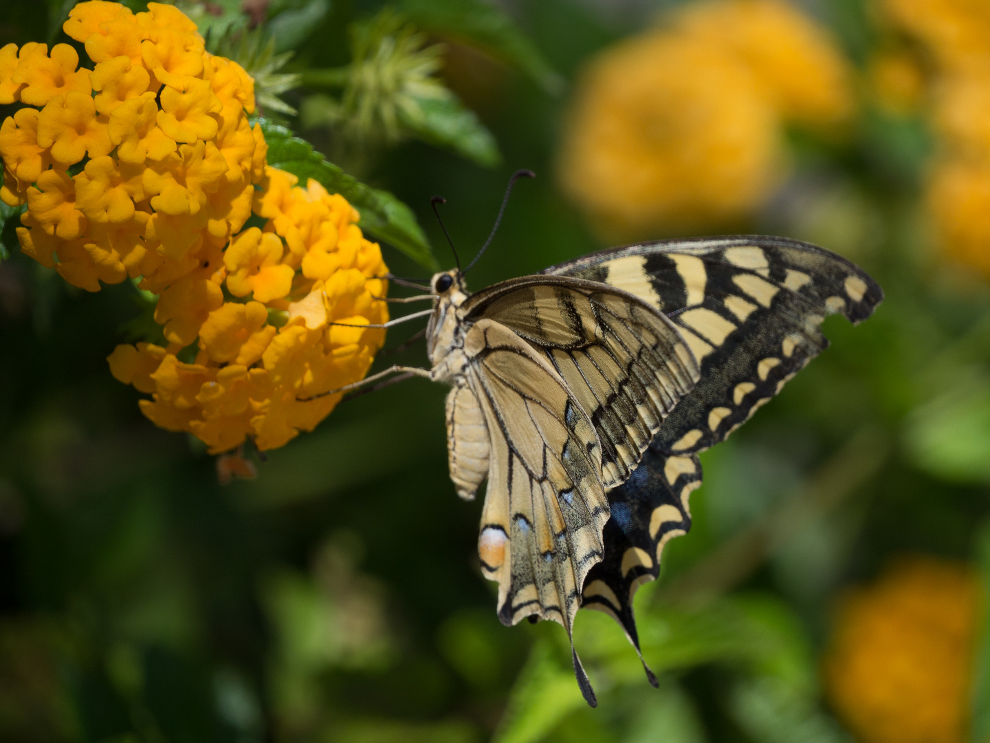 Machaon