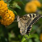 Machaon