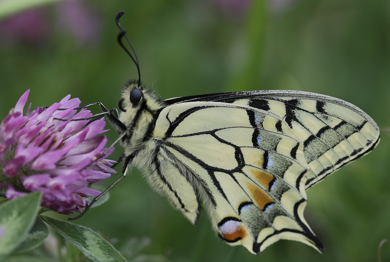 Machaon