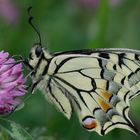 Machaon