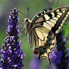 Machaon