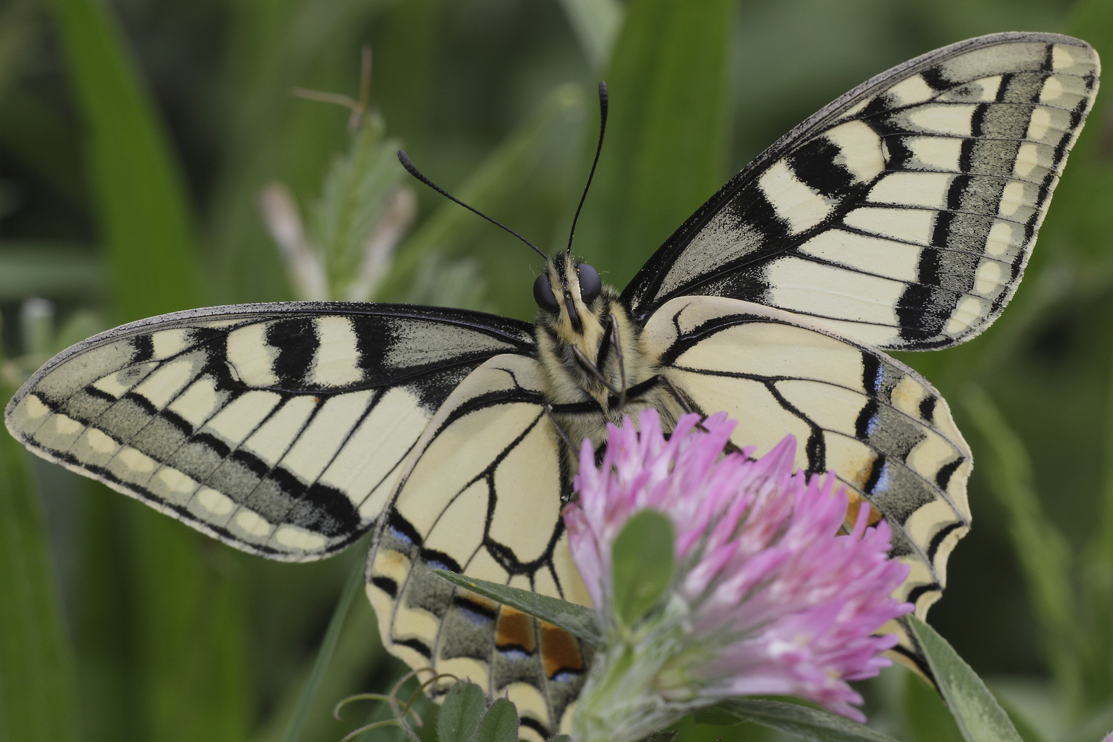 Machaon