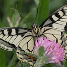 Machaon