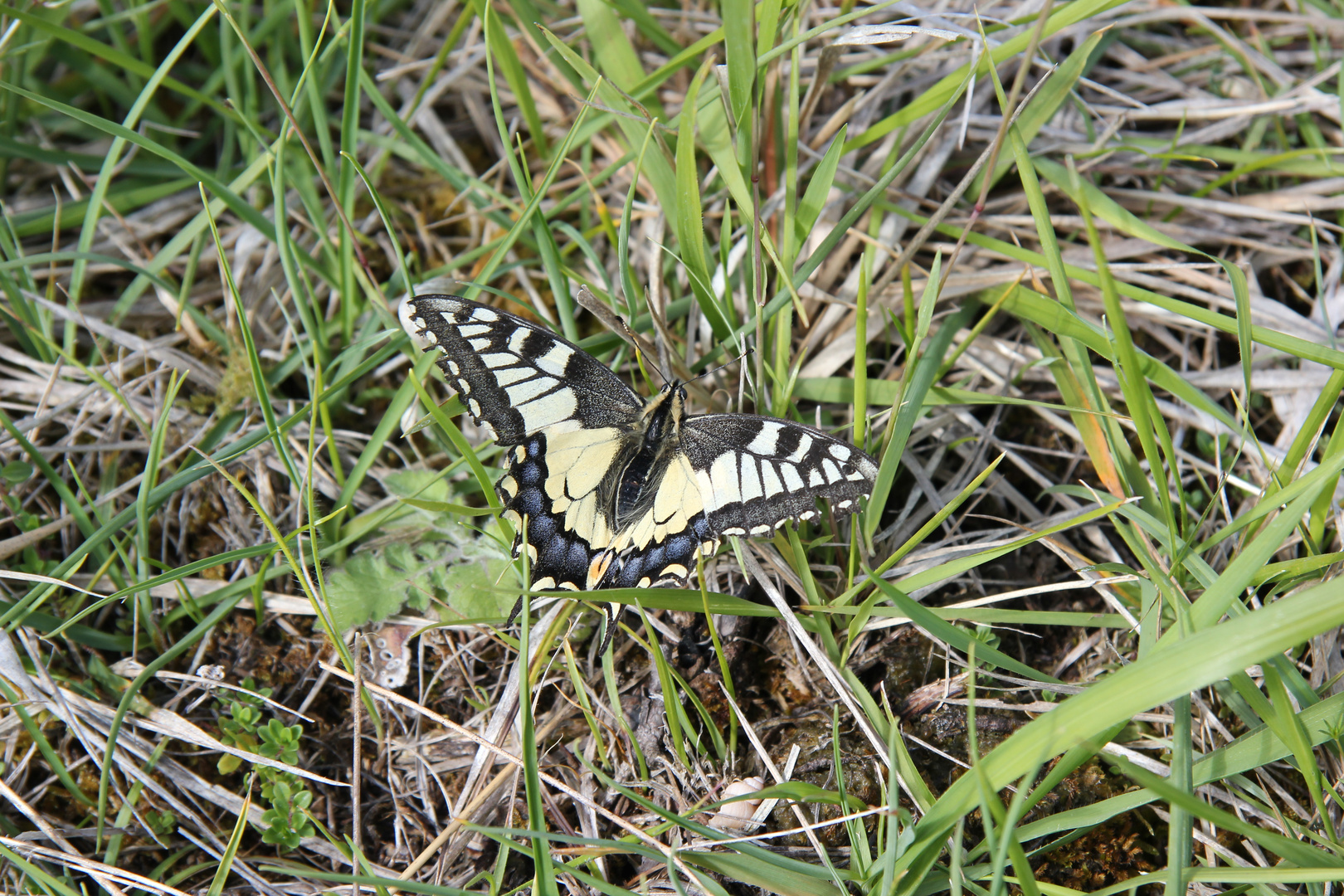 Machaon