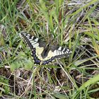 Machaon