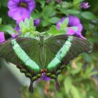 Machaon Emeraude - Papilio palinurus