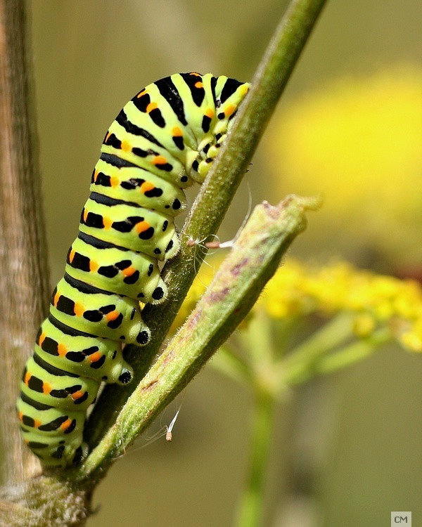 Machaon en devenir...