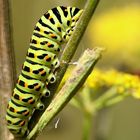 Machaon en devenir...