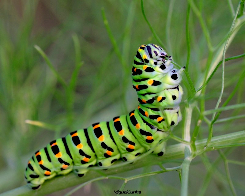 Machaon en devenir