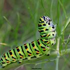 Machaon en devenir