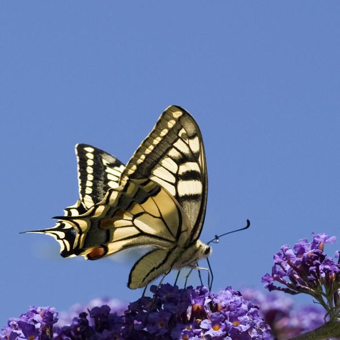 Machaon et buddleia