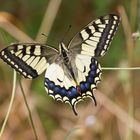 Machaon 