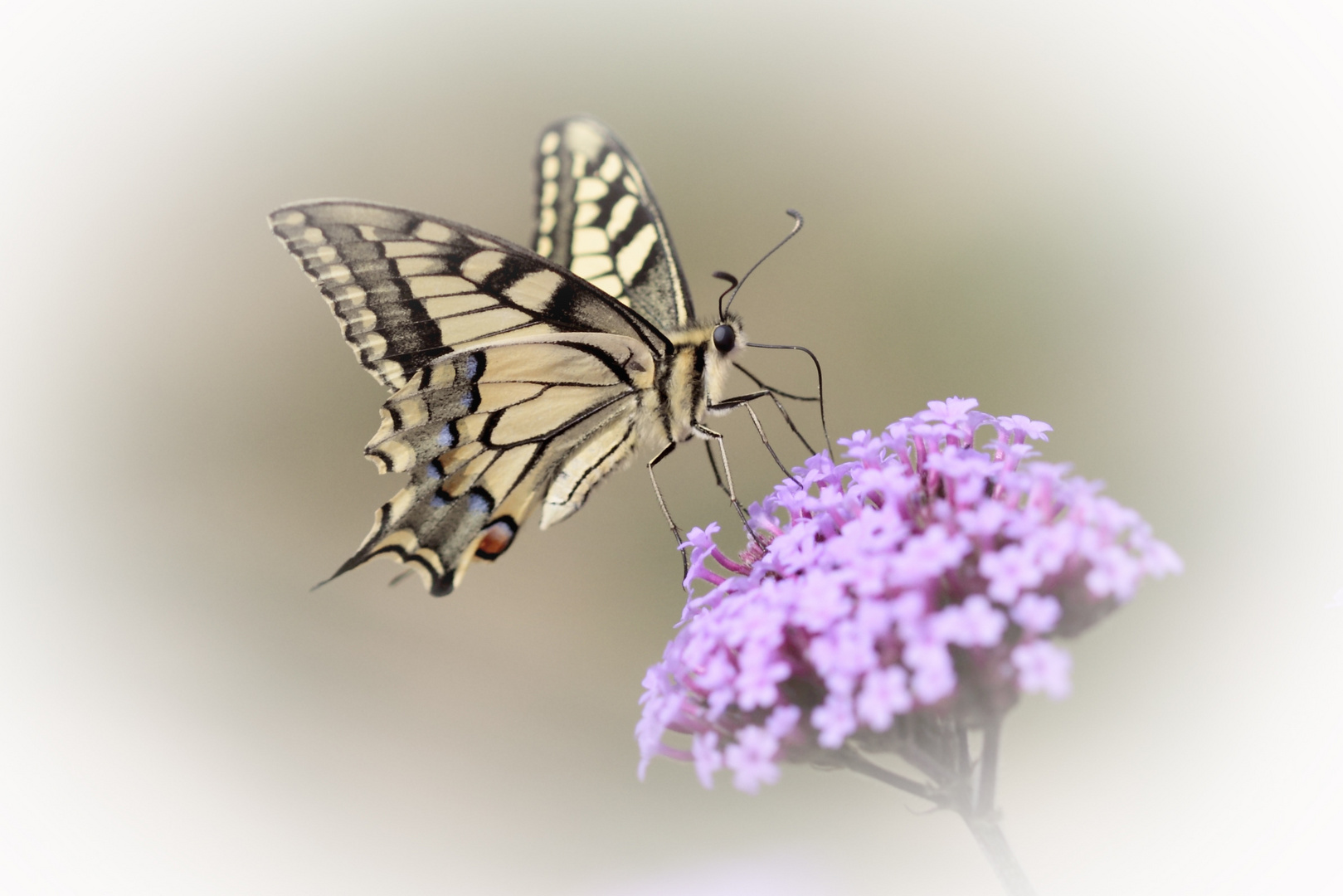 Machaon