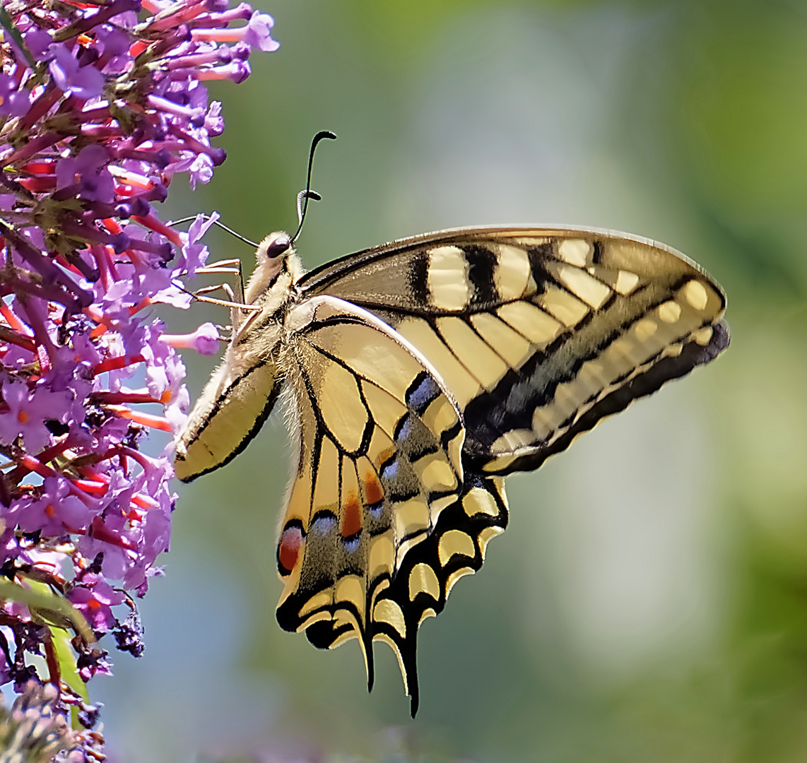 Machaon.