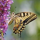 Machaon.