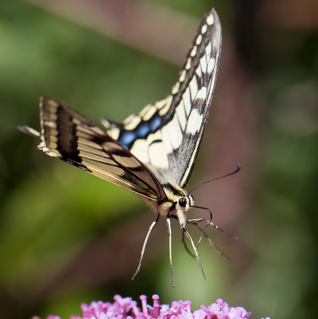 Machaon