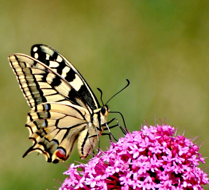 Machaon grand porte-queue 2